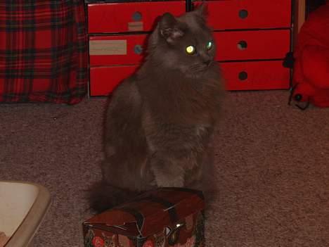 Blanding af racer Pjevs billede 2