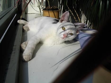 Blanding af racer dolf / lillemis - ligger lige og tager sol i stue vinduet billede 7