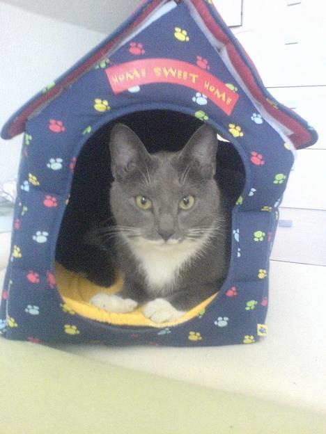 Blanding af racer Peter Panik - Peter <3 billede 1