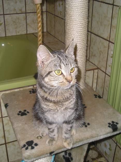 Blanding af racer Stribe *Forsvundet:!* - på badeværelset (28 dec 05) billede 15