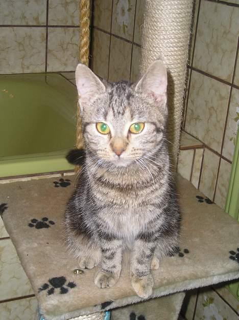 Blanding af racer Stribe *Forsvundet:!* - på badeværelset :) (28 dec 05) billede 16