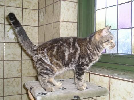 Blanding af racer Stribe *Forsvundet:!* - Hvad er der derude!? (28 dec 05) billede 17