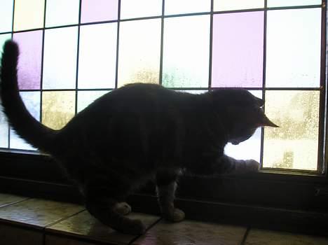 Blanding af racer Stribe *Forsvundet:!* - jeg fik det! (28 dec 05) billede 18