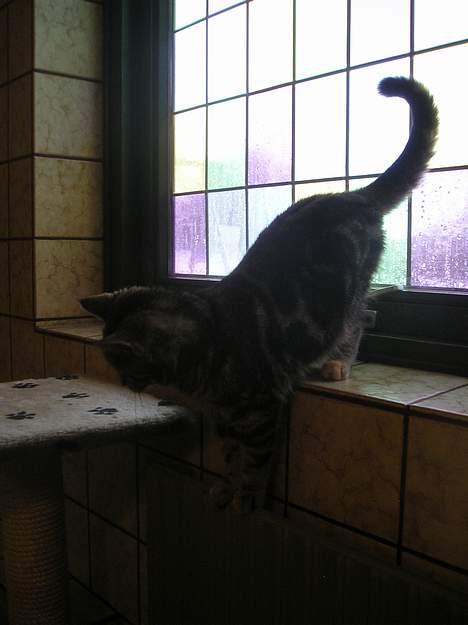 Blanding af racer Stribe *Forsvundet:!* - nå, nu går jeg altså ned igen (28 dec 05) billede 19