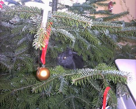 Russian Blue My (Død 29-1-06)  - øv taget på fersk gerning I Juletræet... billede 15