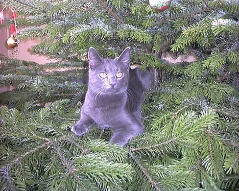 Russian Blue My (Død 29-1-06)  - Jeg ligger bare og lader som om jeg er fotomodel til et julekort.... så opdager de det ikke.. billede 16