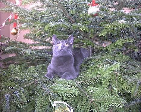 Russian Blue My (Død 29-1-06)  - øøh stadig fotomodel ... bare anden position.. billede 17