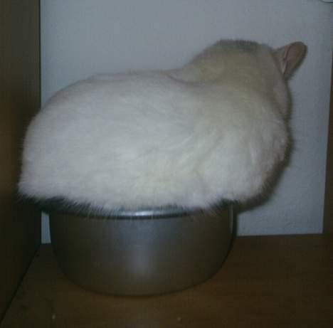 Huskat Max  - Mig i en gryde :-) billede 18