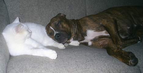 Huskat Max  - Mig & Freja  billede 19