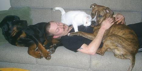 Huskat Max  billede 20