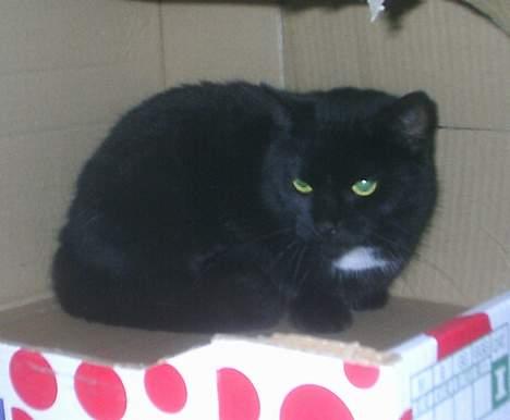 Huskat Misling  - kasse Misling billede 17