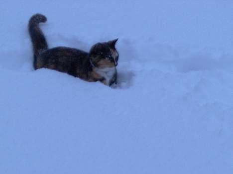 Blanding af racer Yasmin - yes vi skal slogs med sne billede 14