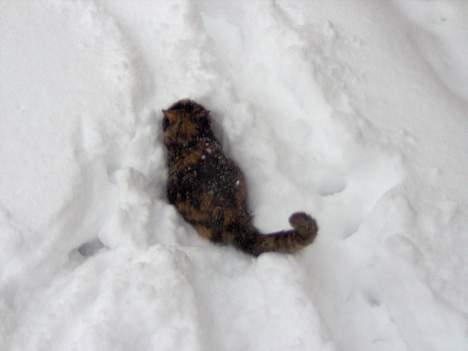 Blanding af racer Yasmin - jeg graver mig lige ned billede 16