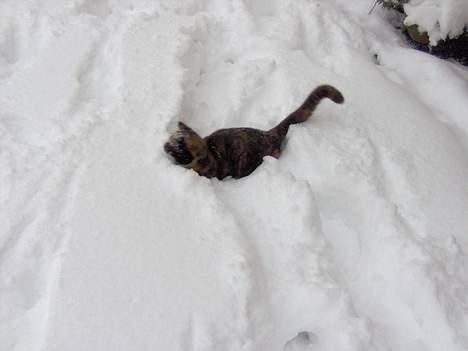 Blanding af racer Yasmin - weeee billede 17