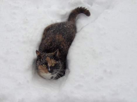 Blanding af racer Yasmin - Hvad har du gan i? billede 18