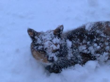 Blanding af racer Yasmin - jeg er en sne misser billede 19