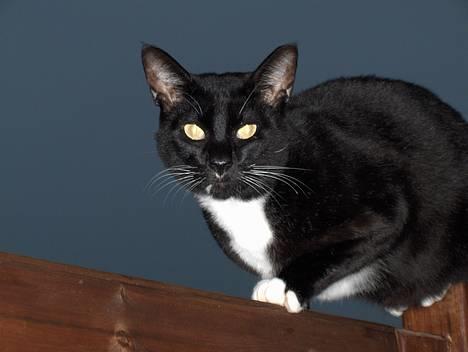 Blanding af racer Simon  billede 1