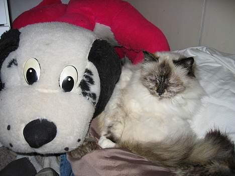 Hellig Birma DK Kiru`s Lady Jessica - Er det en bamse? NEJ det er jo jessie. billede 12