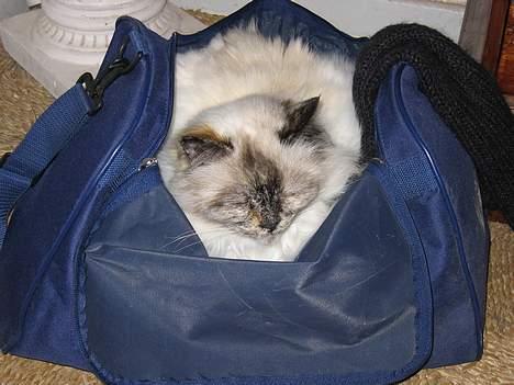 Hellig Birma DK Kiru`s Lady Jessica - Ja så er jeg da sikker på at moar ikke tager afsted uden mig. billede 13