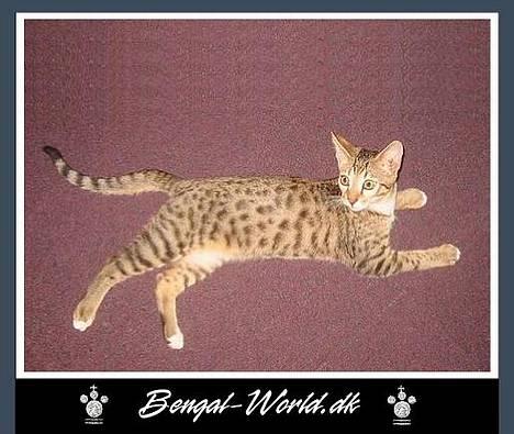 Bengal : Ricco  billede 15