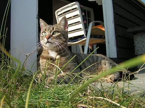 Huskat Freja - Et af de bedste billeder vi har af fruen, syntes jeg selv. billede 1