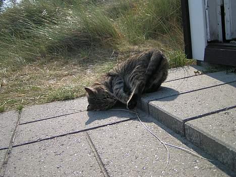 Huskat Freja - rulle rulle! billede 2