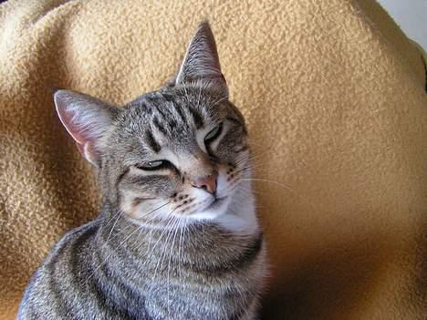 Huskat Freja billede 3