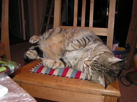 Huskat Freja - hmmm... øø billede 4