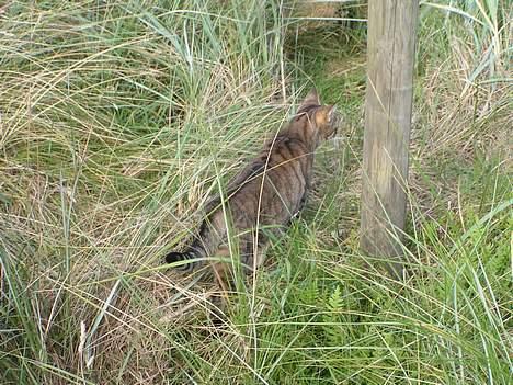 Huskat Freja - "gone hunting" billede 5