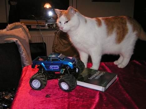 Huskat Tumle - Her er han sammen med en af mine fjernstyrede biler billede 2