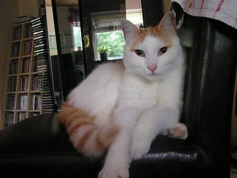 Huskat Tumle - "hvad vil du nu"!!! billede 3