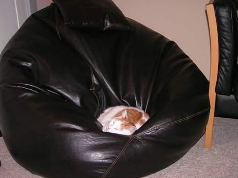 Huskat Tumle - ZZzzzZZZzzzzZZzzzz....... billede 4