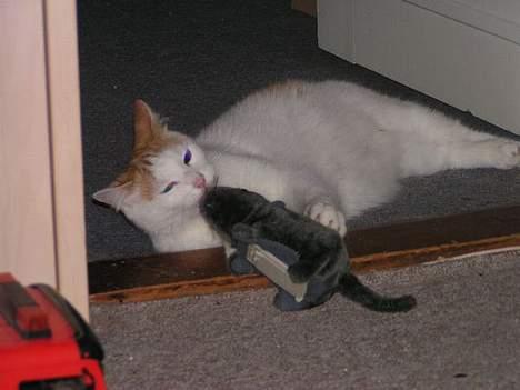 Huskat Tumle - grrrr billede 5