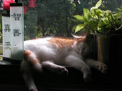 Huskat Tumle - øøøhhhh billede 6