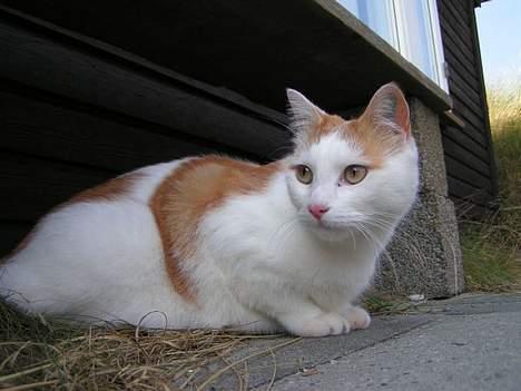 Huskat Tumle billede 7