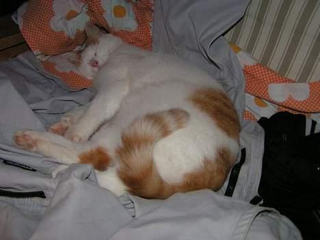 Huskat Tumle - ZZZzzzzZZzzzz billede 8