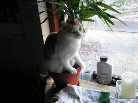 Huskat Tumle - TSK TSK TSK billede 9