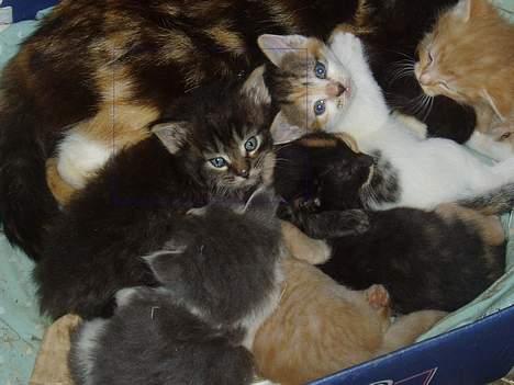 Maine Coon Bailey - Her ligger han sammen med alle hans 6 søskende..  billede 1