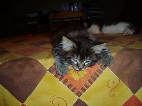 Maine Coon Bailey - Her ligger han på bordet, sammen med han søster Tinke, som desværre blev kørt ned!! Snøft billede 2