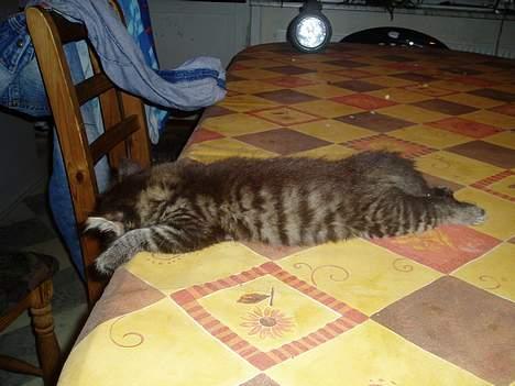 Maine Coon Bailey billede 3