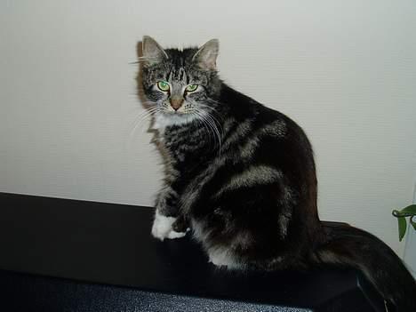 Maine Coon /Huskat Filur billede 11