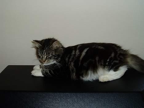 Maine Coon /Huskat Filur billede 12