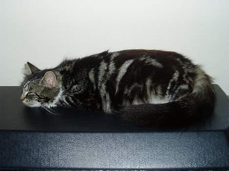 Maine Coon /Huskat Filur billede 13