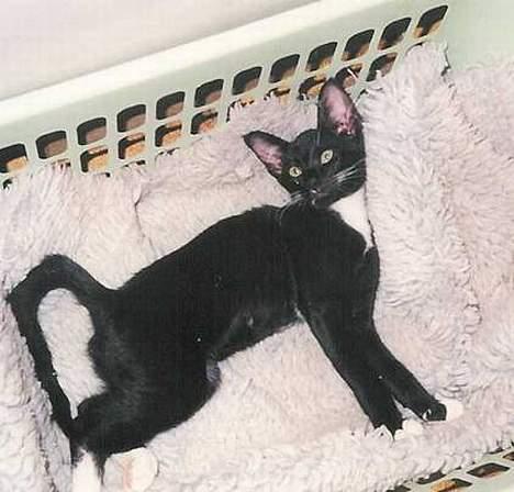 Blanding af racer Simon  - simon da han var ung billede 7