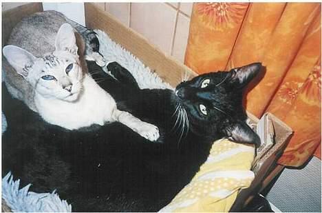 Blanding af racer Simon  - simon og hans mor Sille i deres seng  billede 9