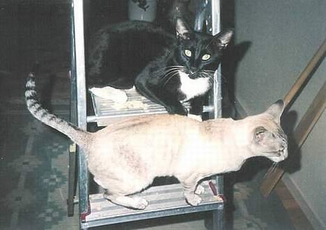 Blanding af racer Simon  - Simon på en stige med Sille billede 10