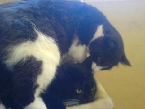 Huskat Holger *død* - ^^ billede 15