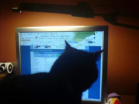 Huskat Holger *død* - Spiller da også computer er jo moderne.. xD billede 16