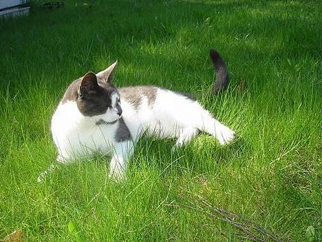 Blanding af racer Pedro *død* billede 8