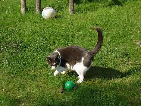 Blanding af racer Pedro *død* billede 9